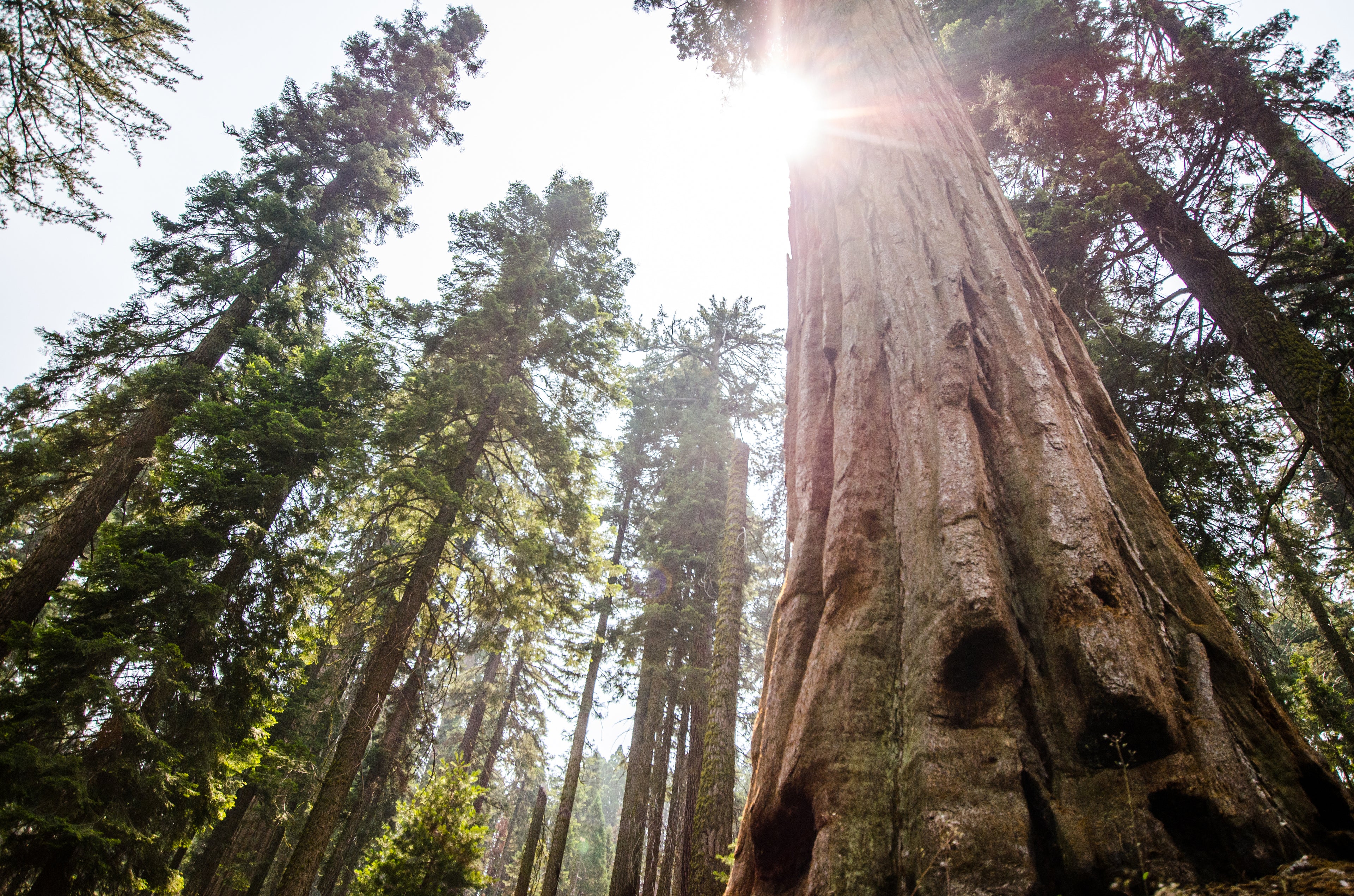 Man sieht durch die weit auseinanderstehenden Baumkronen eines Waldes mit alten, großen Mammutbäumen den Himmel und Sonne