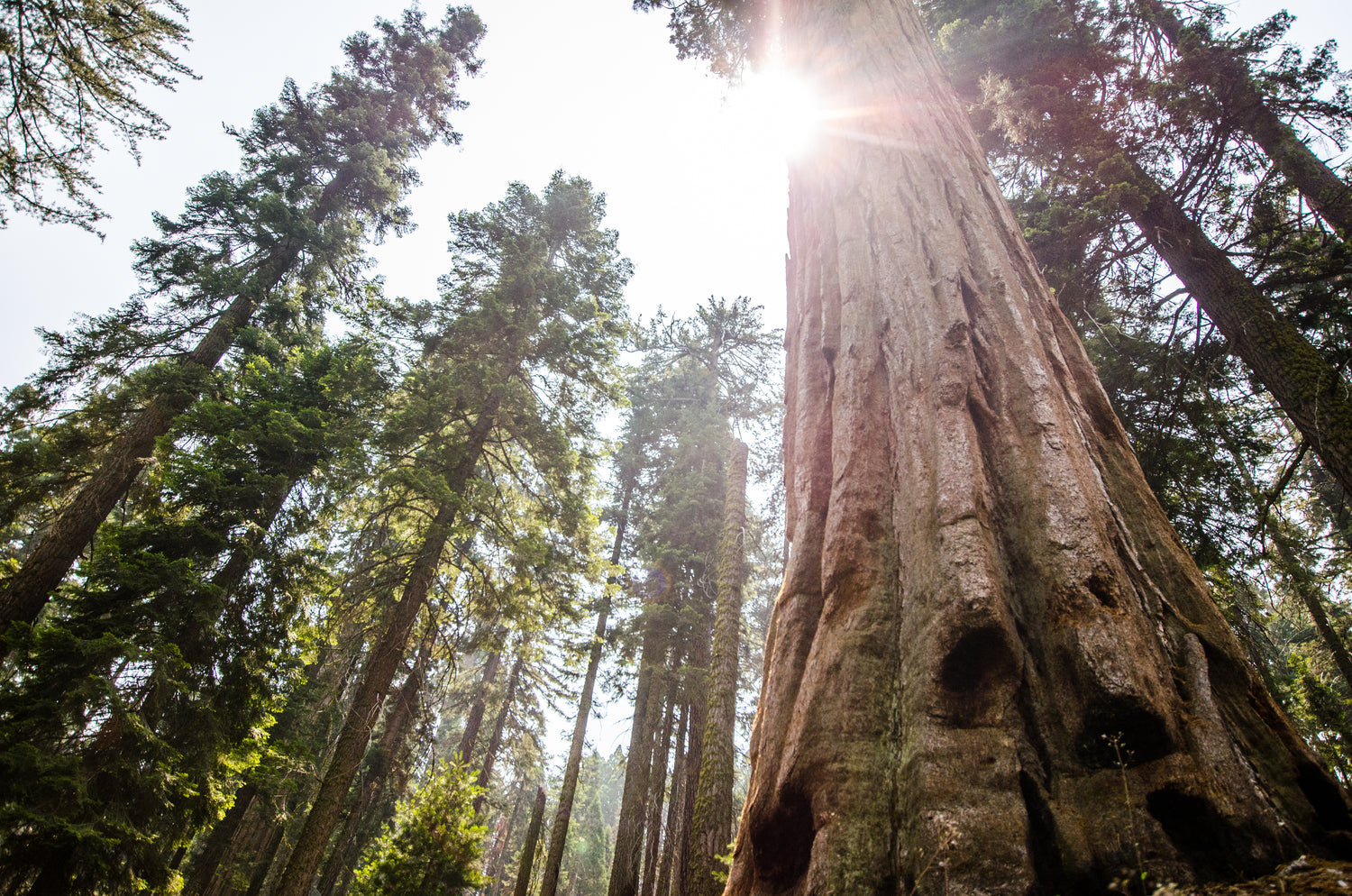 Vous pouvez voir le ciel et le soleil à travers les cimes des arbres largement espacées d'une forêt avec de grands et vieux séquoias.