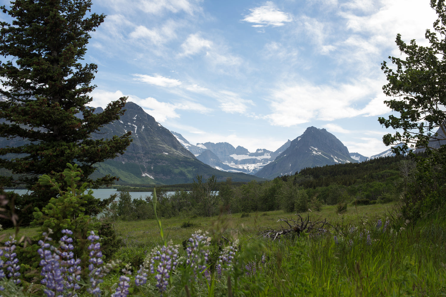 Berge mit schneebedeckten Gipfeln erheben sich über einem grünen, blühenden Tal mit violetten Blumen, einem Baum und einem klaren Himmel im Hintergrund.